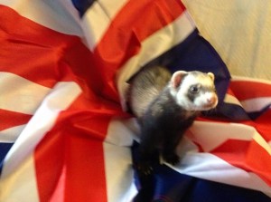 uk ferret